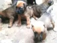 Filhotinhos