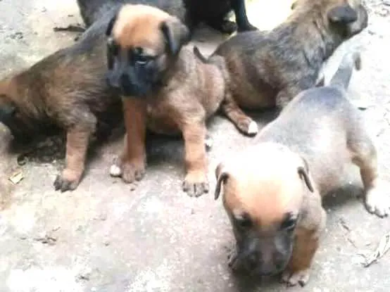 Cachorro ra a  idade Abaixo de 2 meses nome Filhotinhos