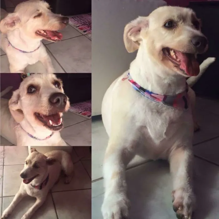 Cachorro ra a Vira-lata idade 6 ou mais anos nome Babi