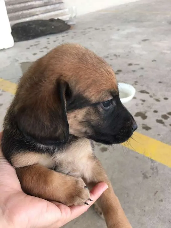 Cachorro raça  idade 2 a 6 meses nome sem nome