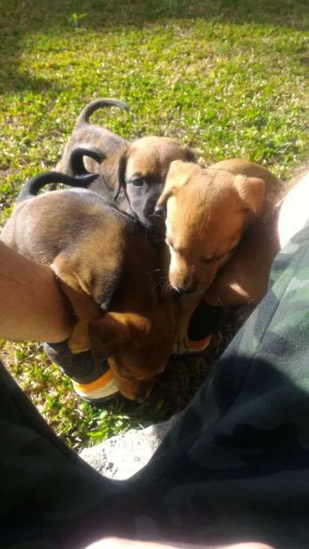 Cachorro raça  idade 2 a 6 meses nome sem nome