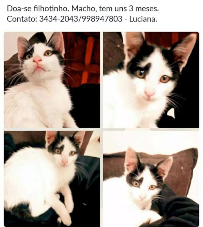 Gato ra a  idade 2 a 6 meses nome Felix