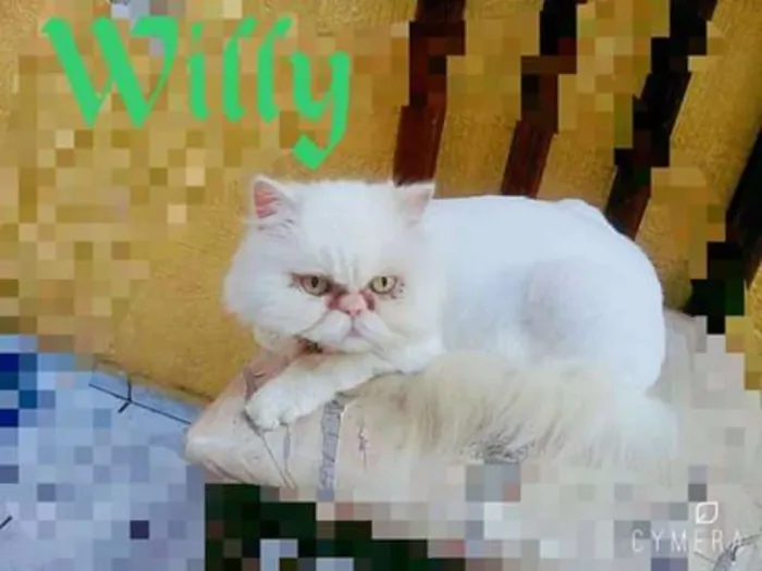 Gato ra a Persa idade 4 anos nome Sem nome