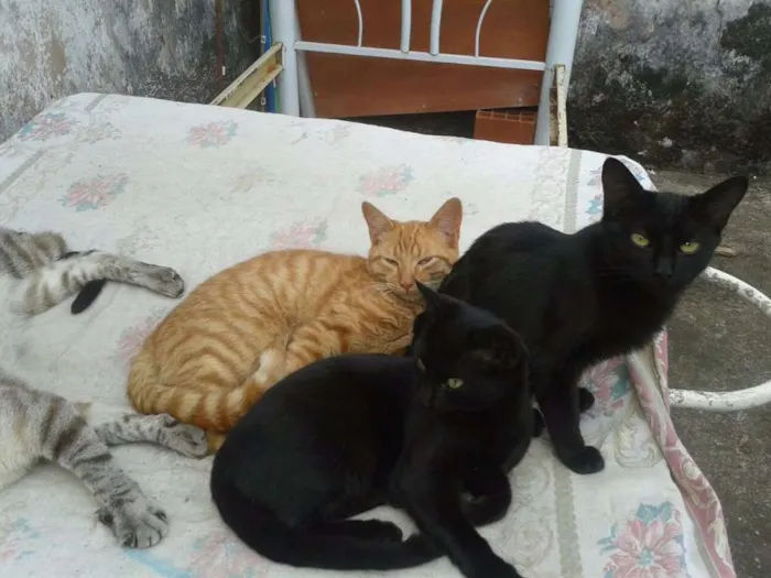 Gato ra a Srd idade 2 a 6 meses nome Pretinha2