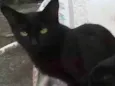 Pretinha2