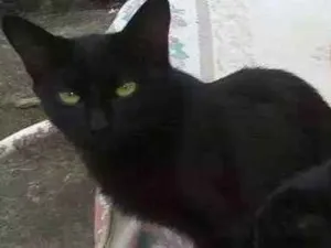 Gato raça Srd idade 2 a 6 meses nome Pretinha2