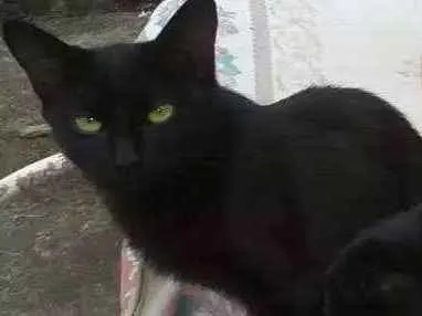 Gato ra a Srd idade 2 a 6 meses nome Pretinha2