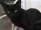 Gato raça Srd idade 2 a 6 meses nome Pretinha2