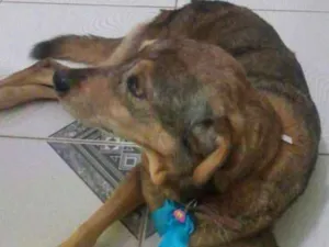 Cachorro raça Vira lata idade 6 ou mais anos nome Kelly