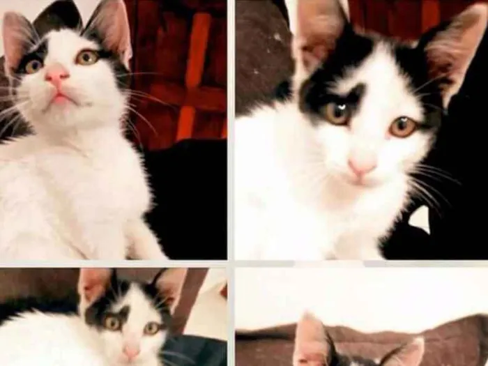 Gato ra a  idade 2 a 6 meses nome Felix