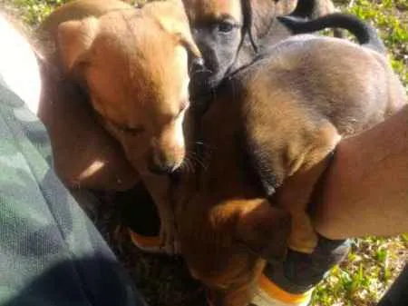 Cachorro raça  idade 2 a 6 meses nome sem nome
