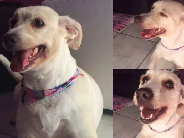 Cachorro ra a Vira-lata idade 6 ou mais anos nome Babi