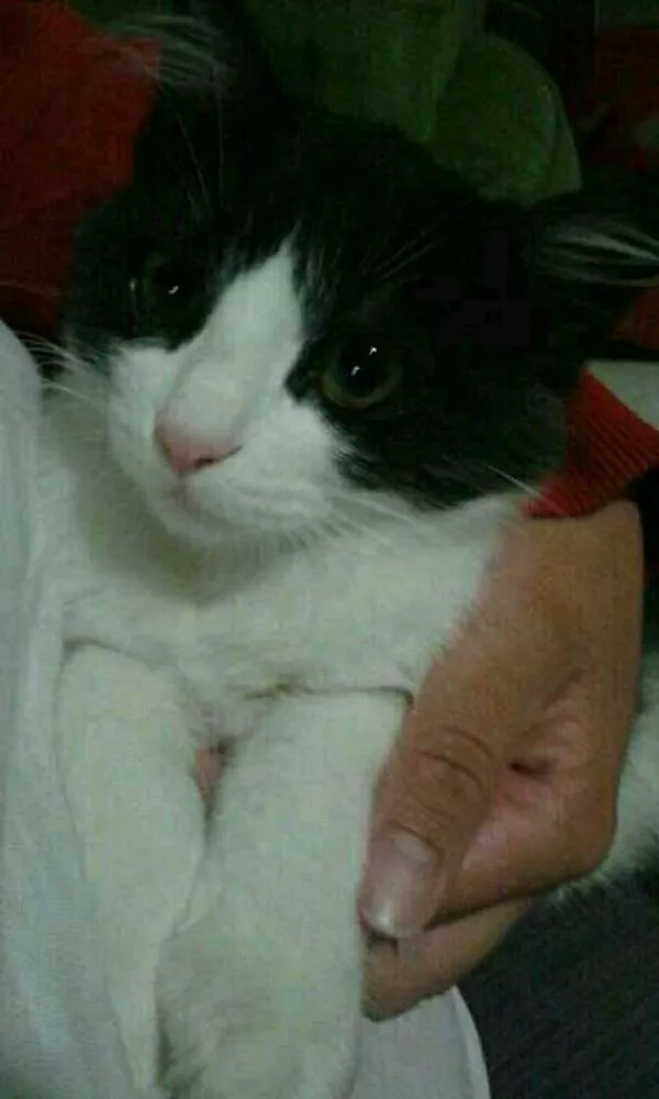 Gato ra a srd idade 2 a 6 meses nome Pompom