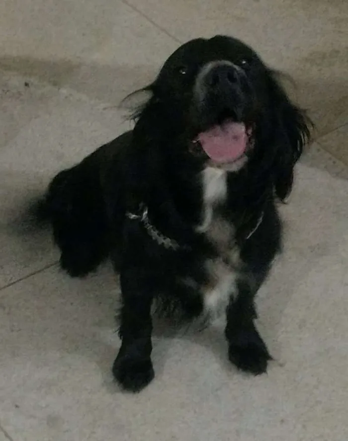 Cachorro ra a Srd idade 4 anos nome Dred