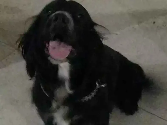 Cachorro ra a Srd idade 4 anos nome Dred
