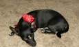Laika