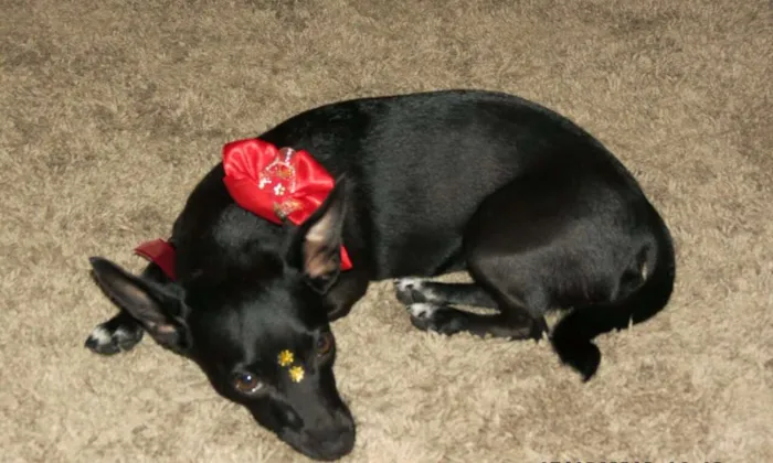 Cachorro ra a Vira-lata idade 6 ou mais anos nome Laika