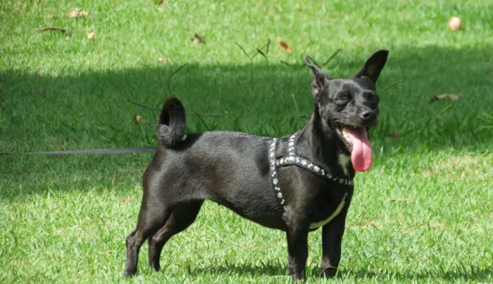 Cachorro ra a Vira-lata idade 6 ou mais anos nome Laika