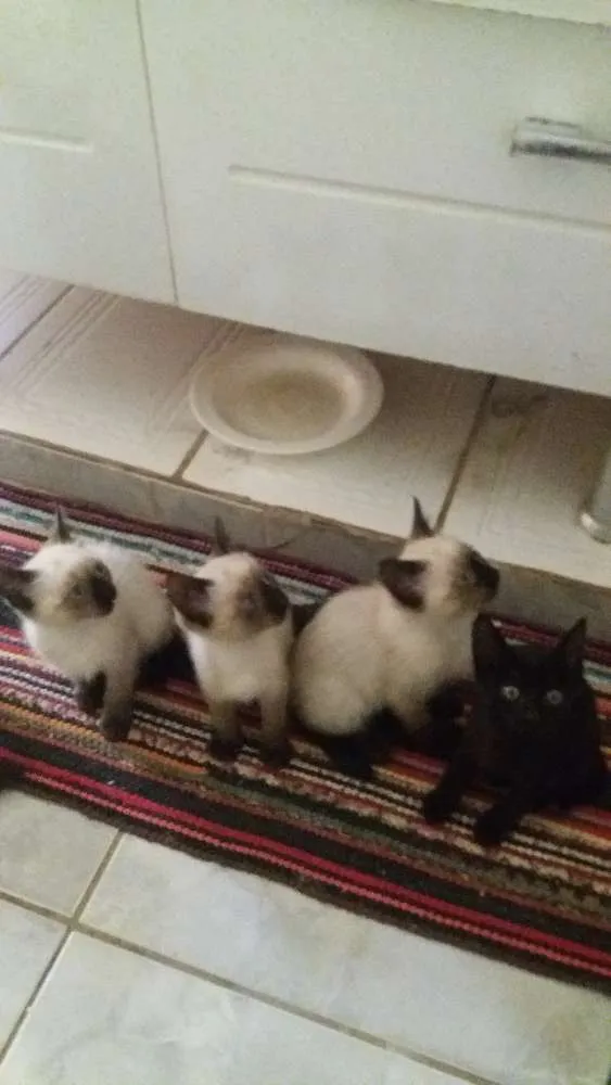 Gato ra a Siameses idade 2 a 6 meses nome Pantera  e Dengoso