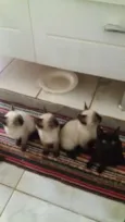 Pantera e Dengoso
