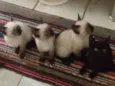 Pantera  e Dengoso