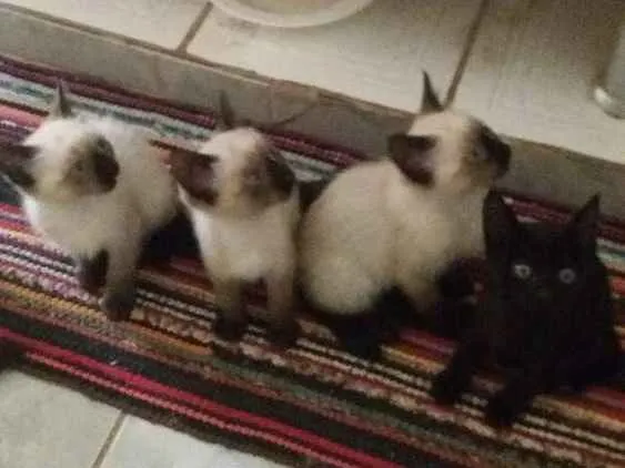 Gato ra a Siameses idade 2 a 6 meses nome Pantera  e Dengoso