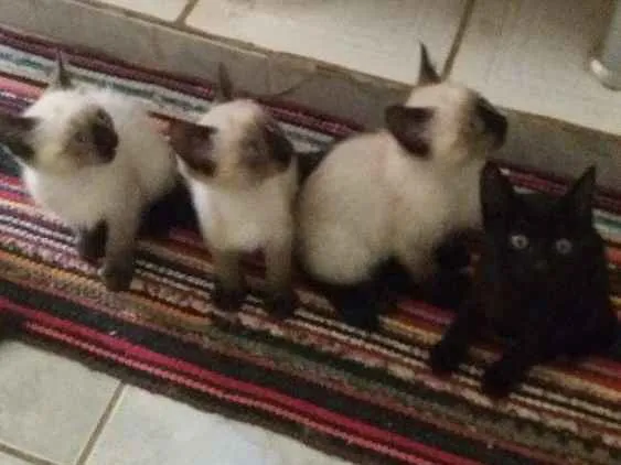 Gato ra a Siameses idade 2 a 6 meses nome Pantera  e Dengoso