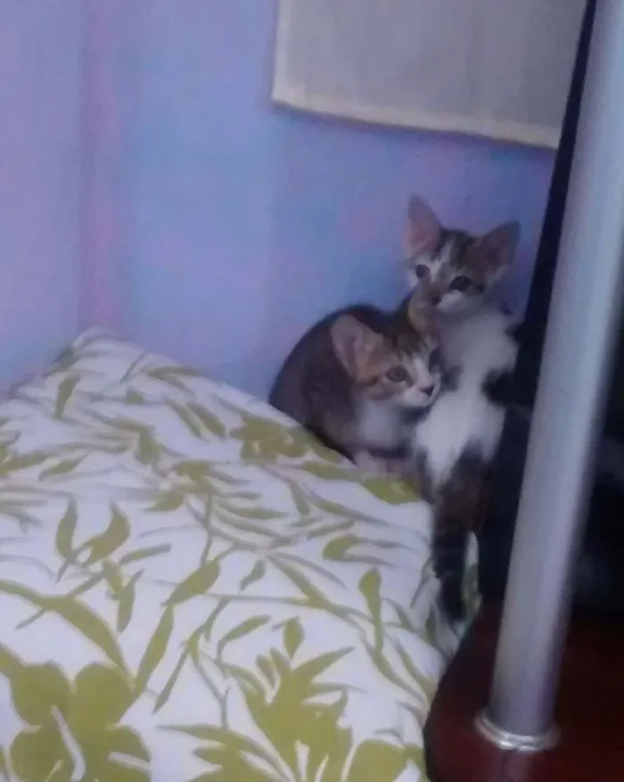 Gato raça Vira lata  idade Abaixo de 2 meses nome Tom e Marry