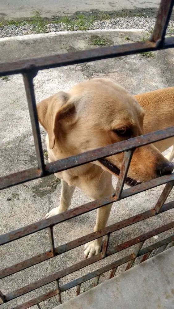 Cachorro ra a Não definida idade 7 a 11 meses nome Não sei