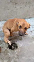 Mel
