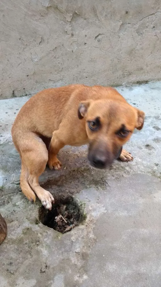 Cachorro ra a Indefinida idade 1 ano nome Mel
