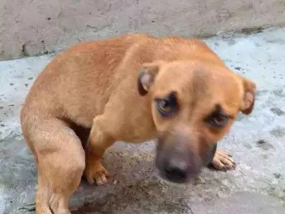 Cachorro ra a Indefinida idade 1 ano nome Mel