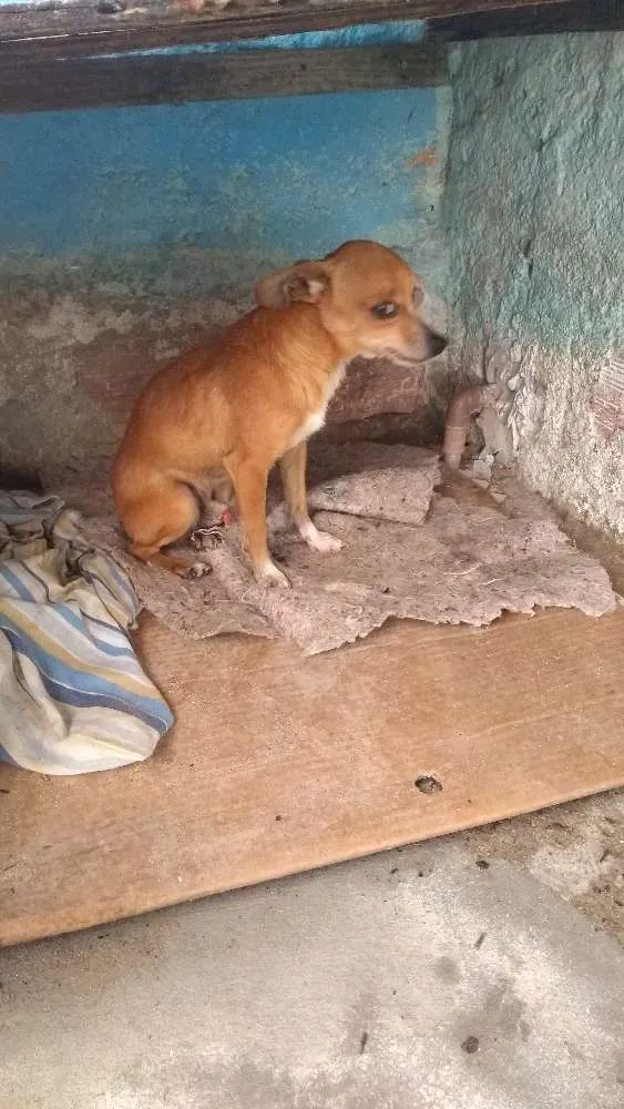 Cachorro ra a Pincher idade 3 anos nome Fred