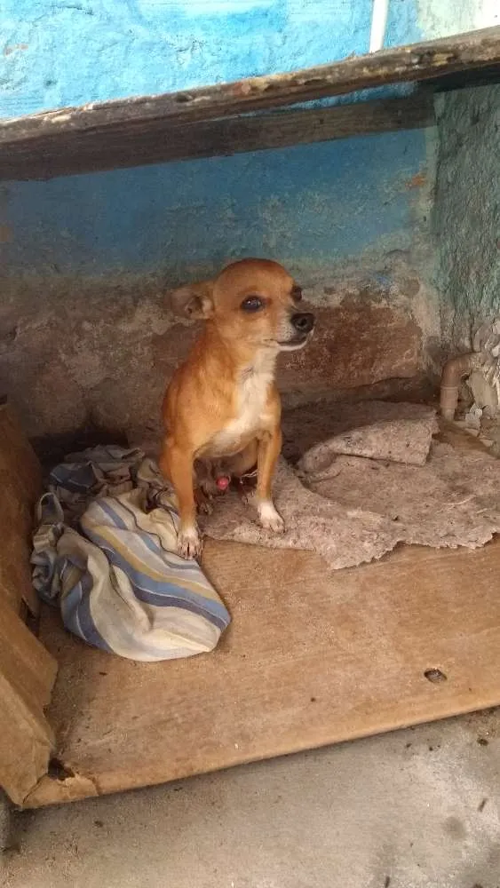 Cachorro ra a Pincher idade 3 anos nome Fred