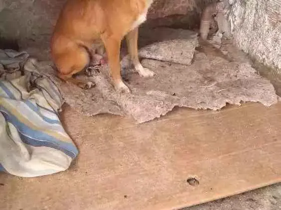 Cachorro ra a Pincher idade 3 anos nome Fred