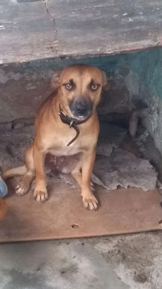 Cachorro ra a Indefinida idade 1 ano nome Mel