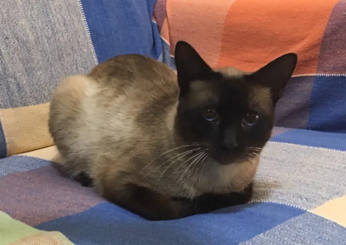 Gato ra a Siamês  idade 7 a 11 meses nome Nescau