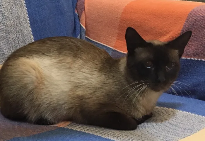 Gato ra a Siamês  idade 7 a 11 meses nome Nescau