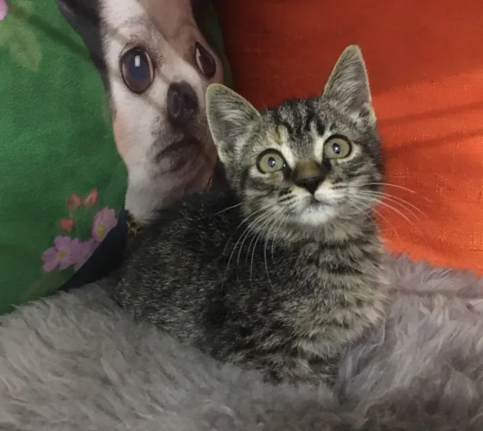 Gato ra a SRD idade 2 a 6 meses nome Pitanga