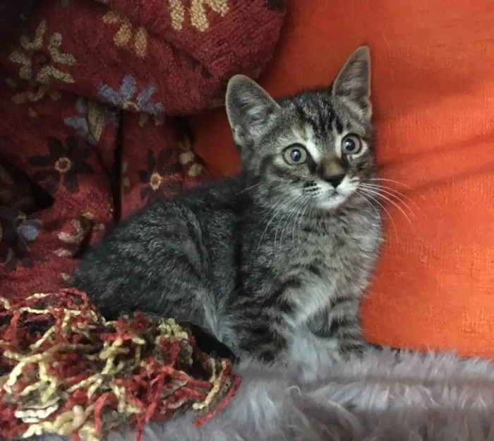 Gato ra a SRD idade 2 a 6 meses nome Pitanga