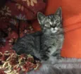 Pitanga