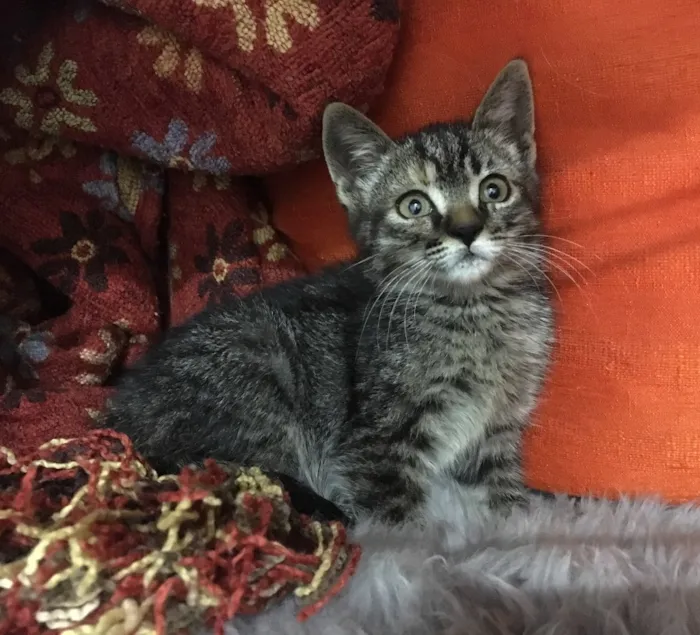 Gato ra a SRD idade 2 a 6 meses nome Pitanga