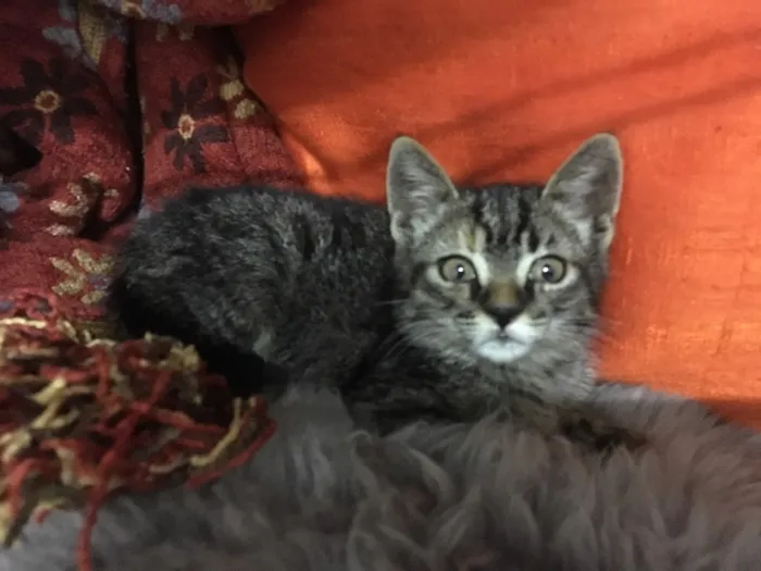 Gato ra a SRD idade 2 a 6 meses nome Pitanga