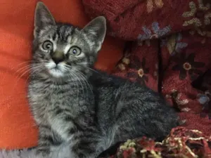 Gato raça SRD idade 2 a 6 meses nome Pitanga