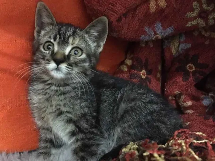 Gato ra a SRD idade 2 a 6 meses nome Pitanga