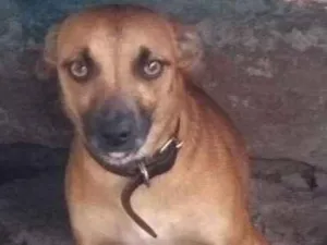 Cachorro raça Indefinida idade 1 ano nome Mel