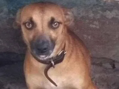 Cachorro ra a Indefinida idade 1 ano nome Mel