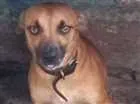 Cachorro raça Indefinida idade 1 ano nome Mel