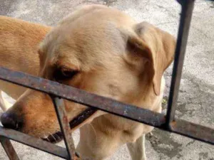 Cachorro raça Não definida idade 7 a 11 meses nome Não sei