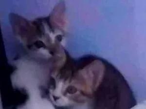 Gato raça Vira lata  idade Abaixo de 2 meses nome Tom e Marry
